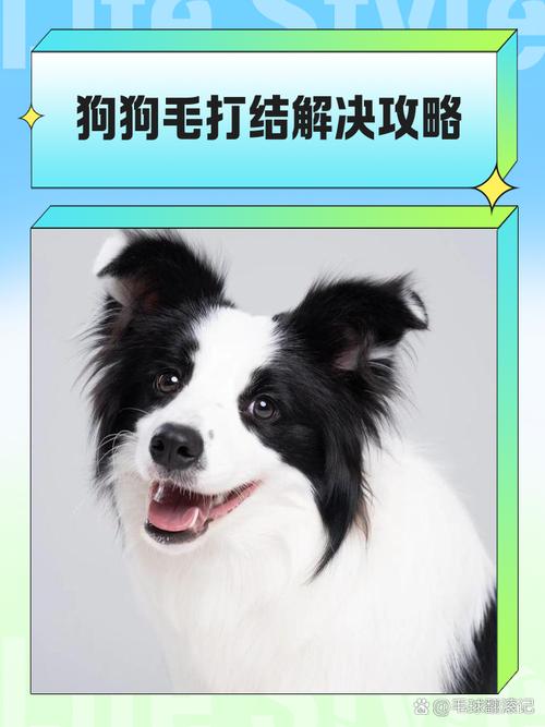 狗狗毛打结怎么办