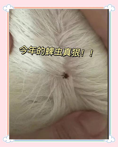 狗狗身上怎么这么多蜱虫?