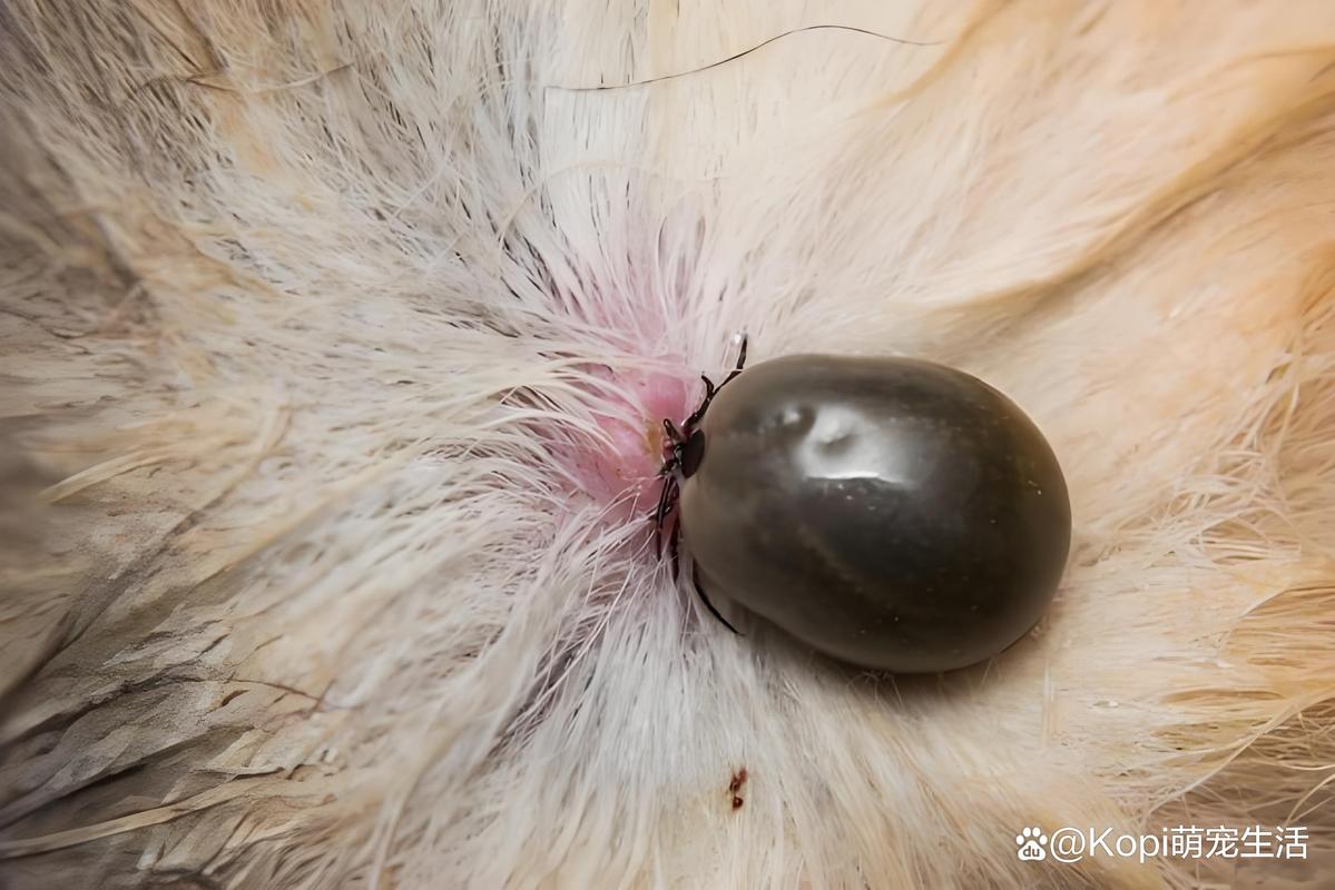 狗狗身上蜱虫哪里来的