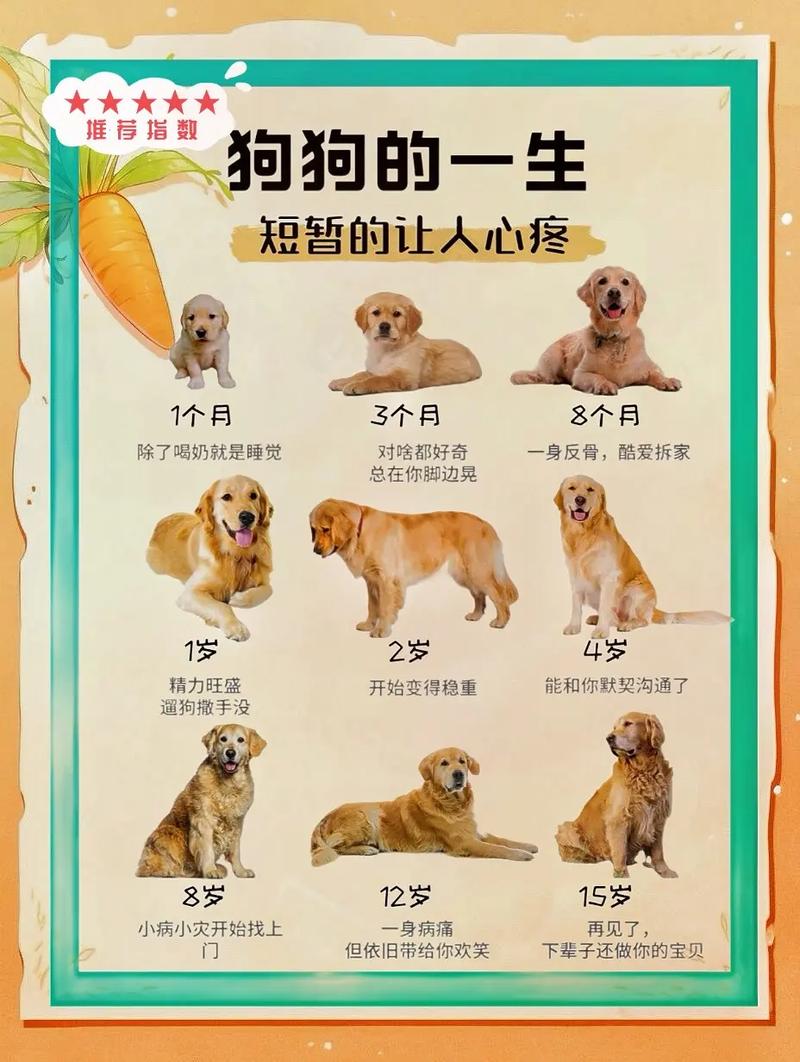 狗狗能活到几岁?