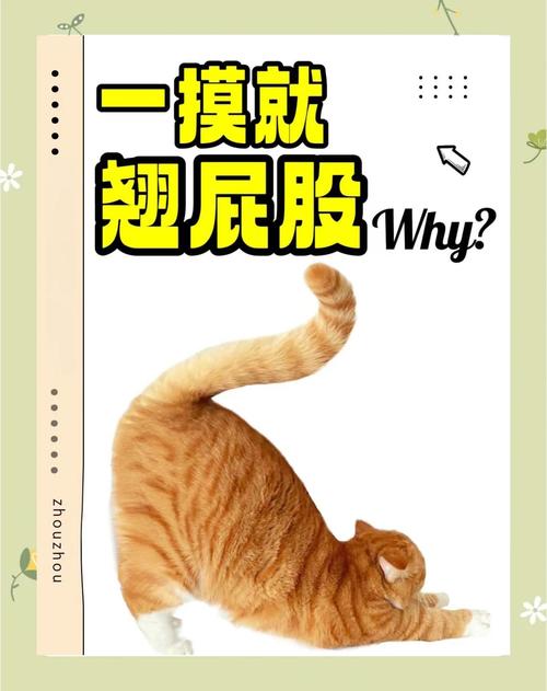 猫咪怀孕为什么还是翘屁股