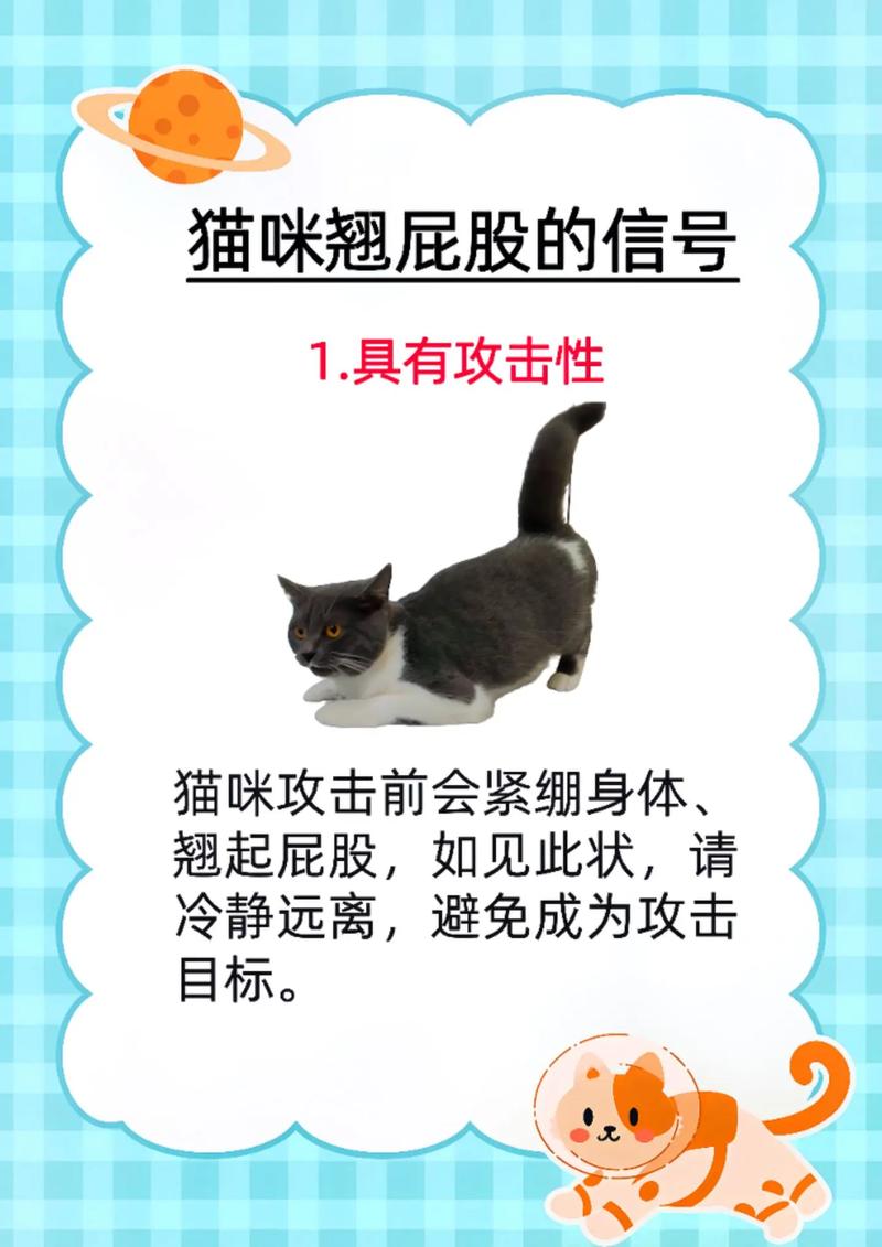 猫怀孕了还会发情吗