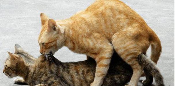 猫怀孕后还会再发一次情吗