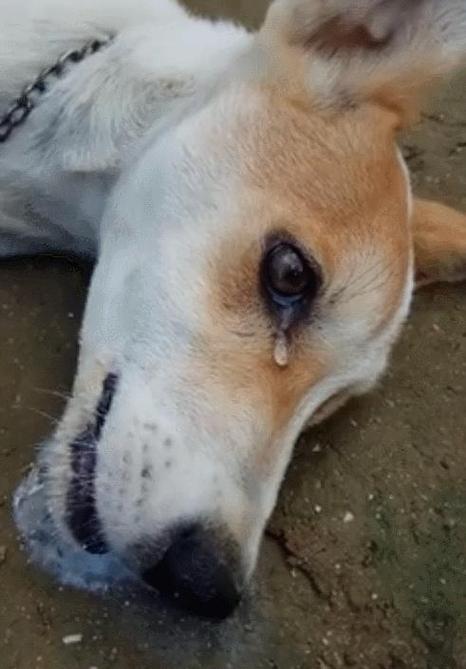 狗狗半夜哀嚎像哭一样