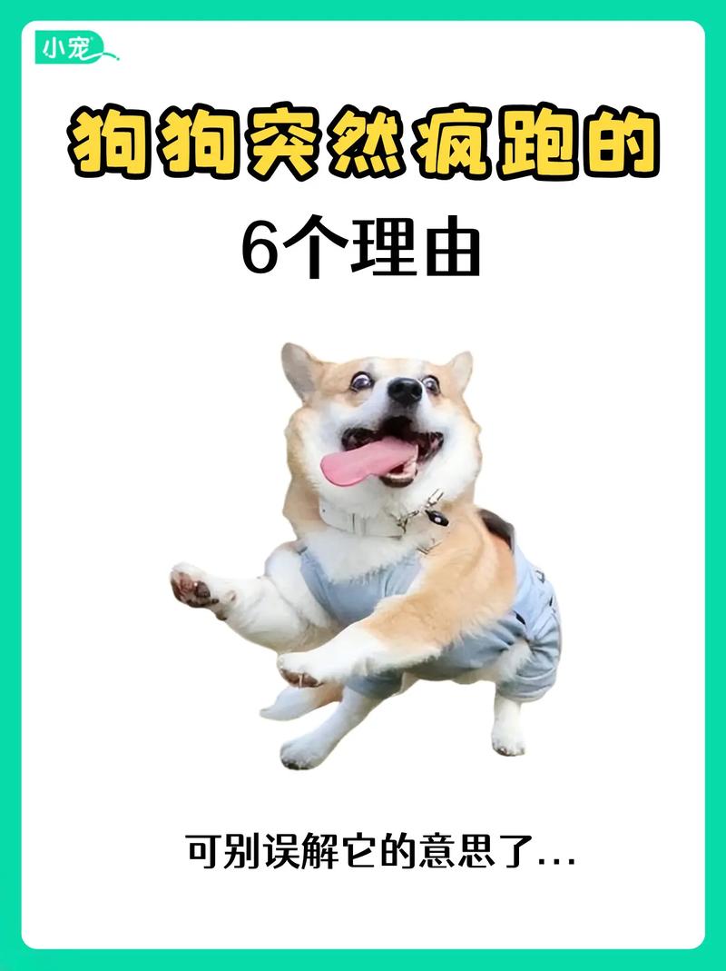 狗狗哀嚎跟哭一样的原因及处理方法