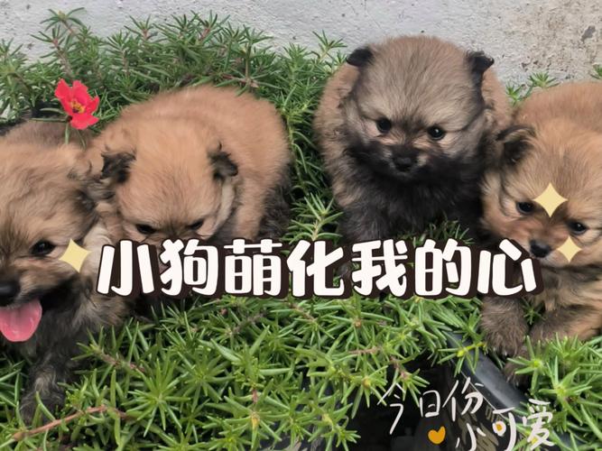 博美名字大全萌萌哒