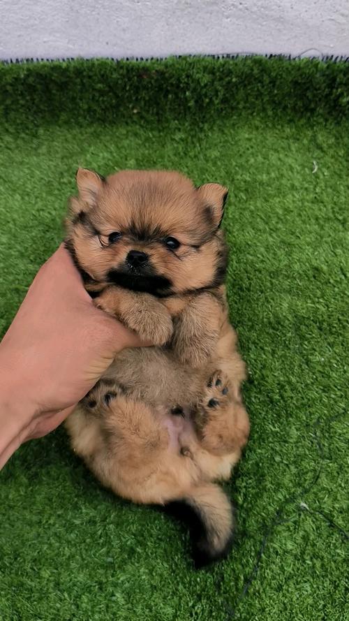 博美狗狗名字带财运的