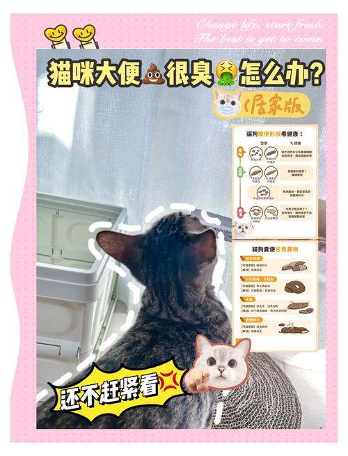 猫咪拉屎很臭