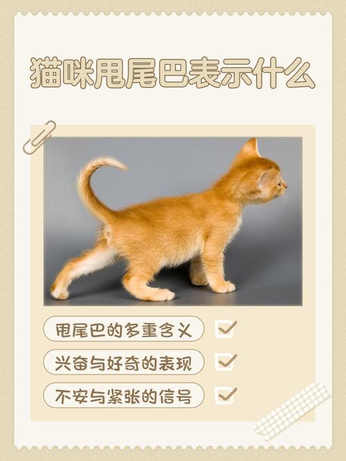 猫咪躺着尾巴一甩一甩的是什么意思