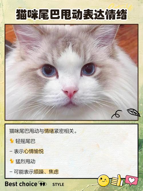 猫咪躺着尾巴一甩一甩的