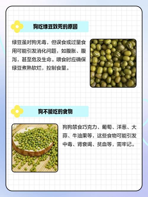 狗狗可以吃绿豆吗
