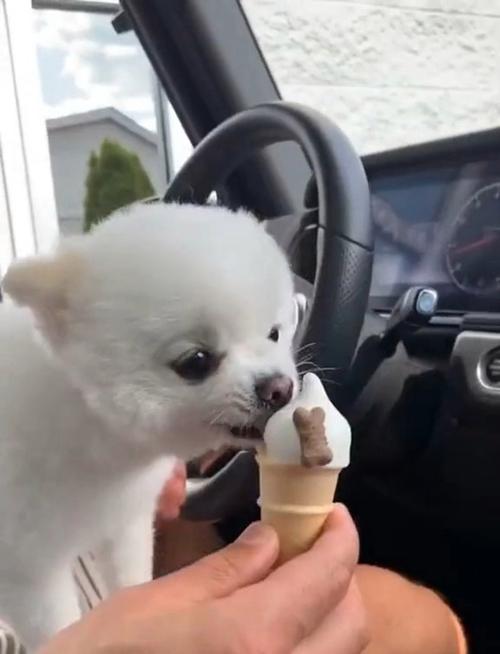 狗狗为什么喜欢吃冰的东西