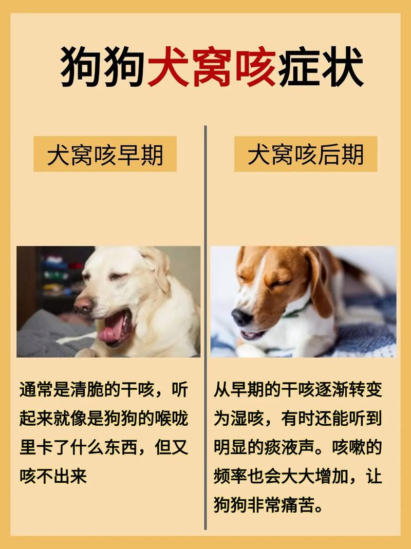 犬窝咳不传染人吧