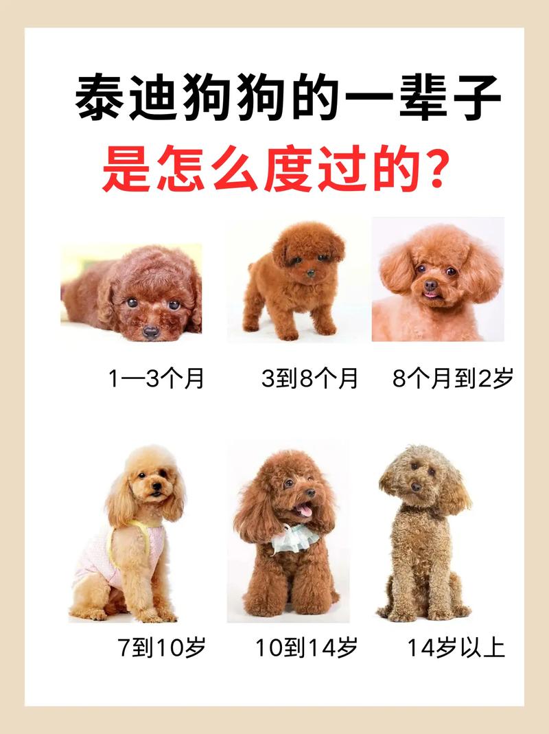 泰迪一般能活几年时间(如何判断泰迪犬是否为老狗)