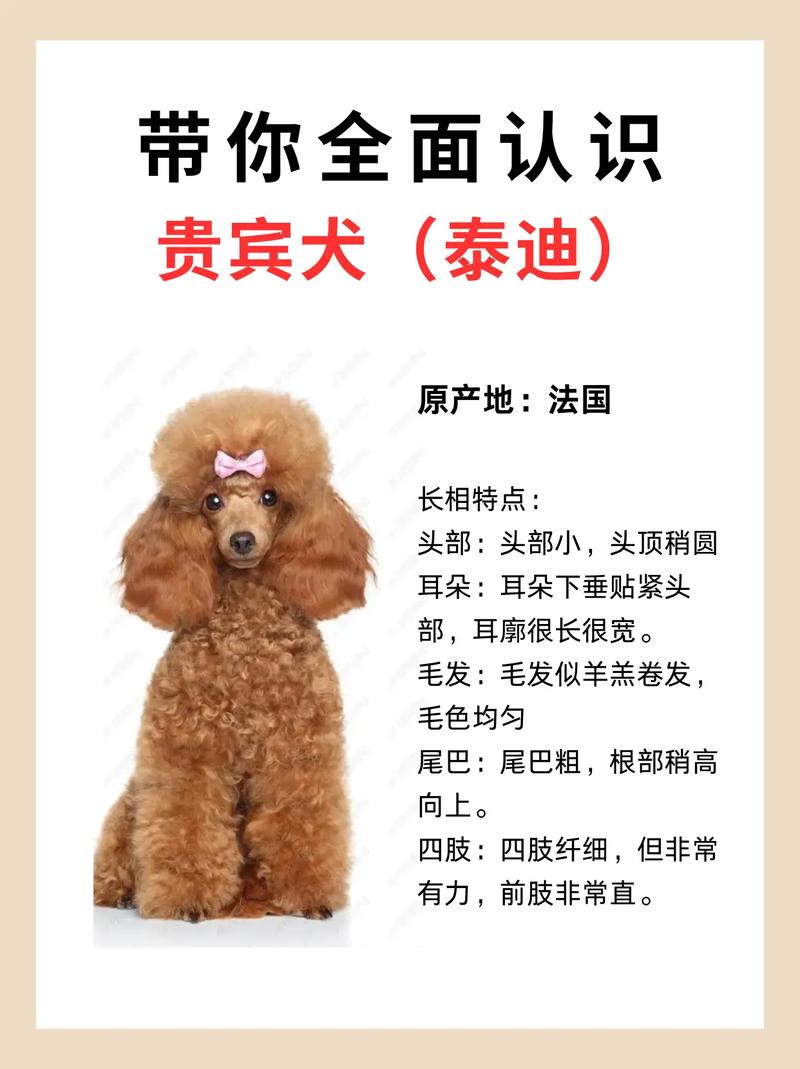 泰迪老了掉牙了还能活多久