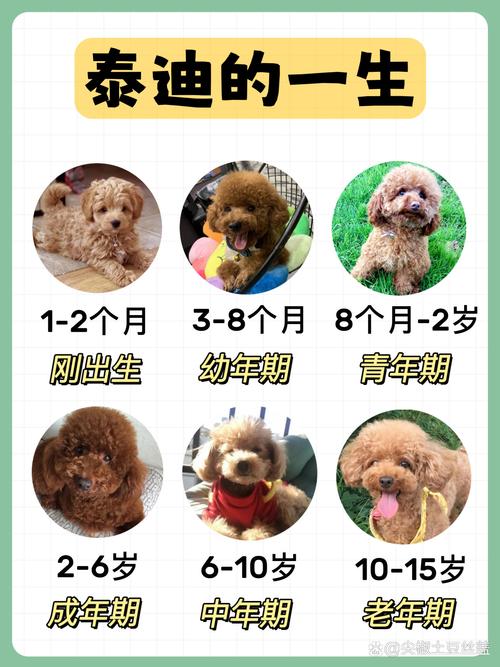 泰迪犬寿命一般多少年