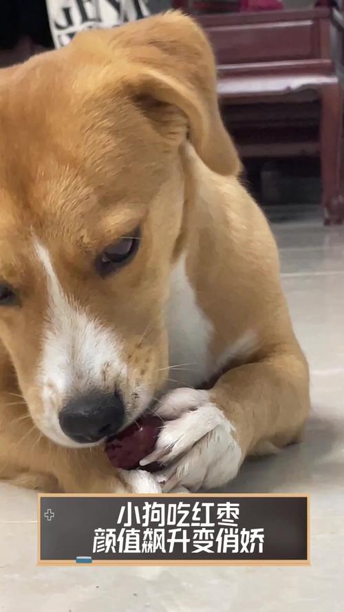 狗狗可以吃脆枣吗