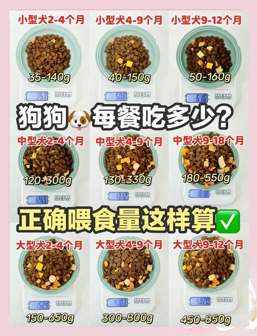 10斤狗一次吃多少狗粮