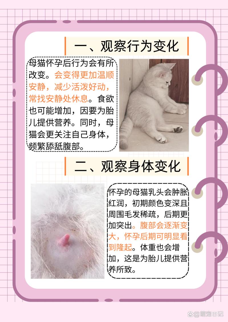 怎么看母猫是否怀孕呢?