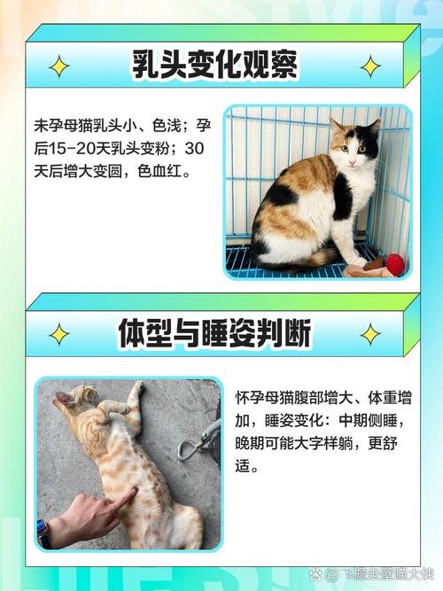 怎么判断猫怀孕了