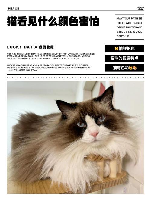 猫咪为什么怕灰