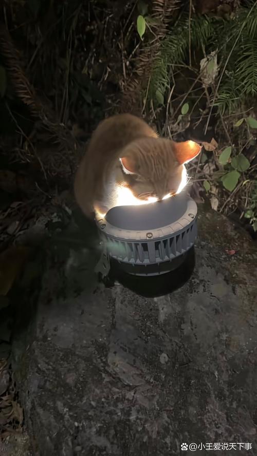 猫咪为什么怕黄色灯