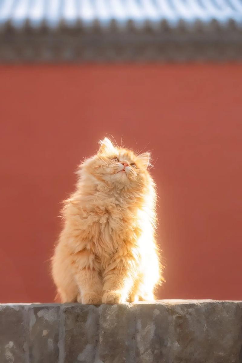 猫咪害怕什么颜色?