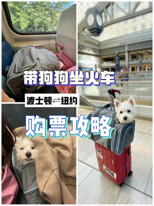 狗怎么上高铁