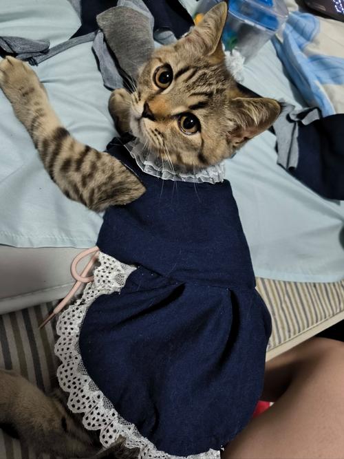 猫咪穿衣服好吗