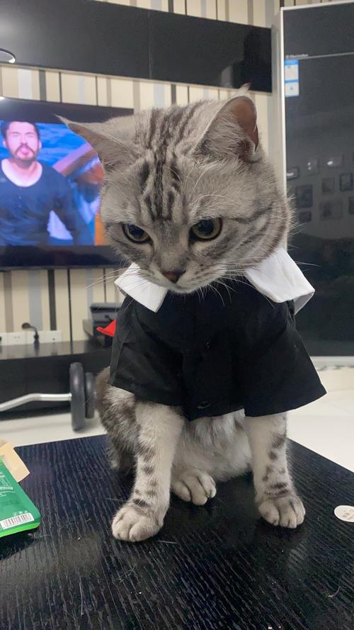 有必要给猫咪穿衣服吗?