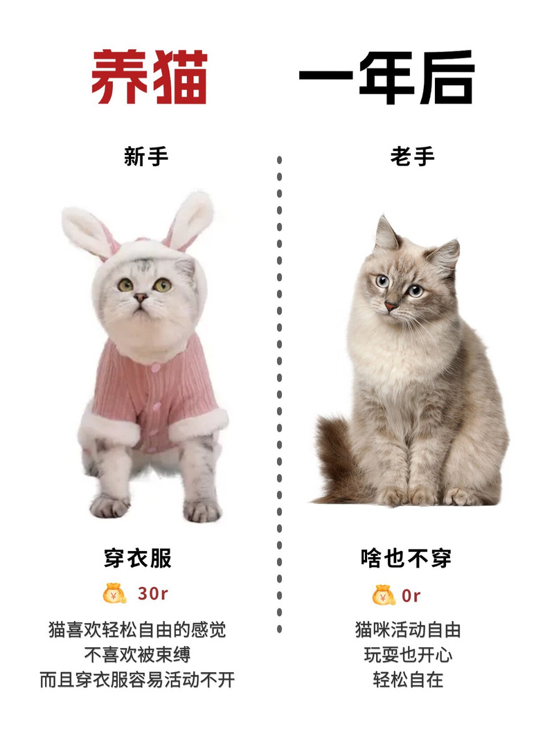到冬天的时候,猫咪会怕冷吗?要不要给他穿衣服啊