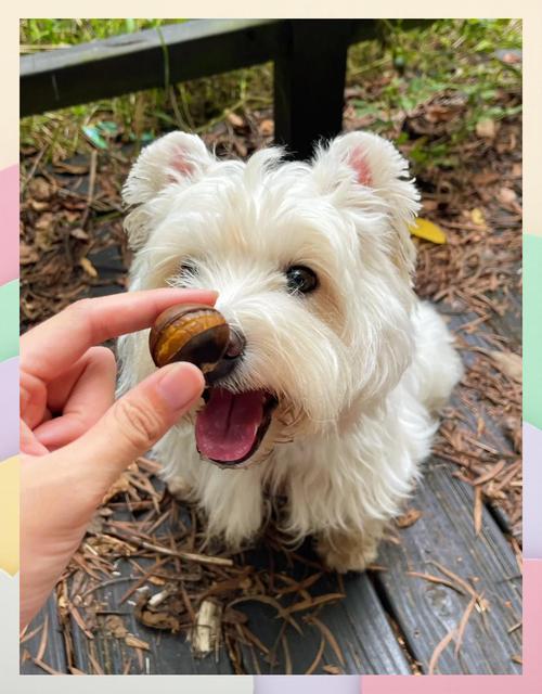 狗狗能吃栗子吗