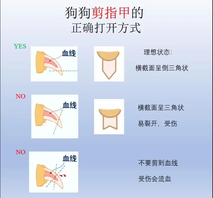 怎么给狗狗剪指甲的好方法