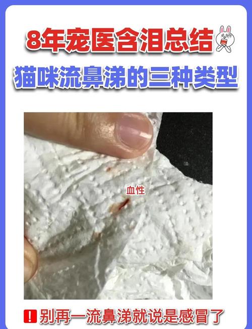 猫咪流鼻涕是怎么回事