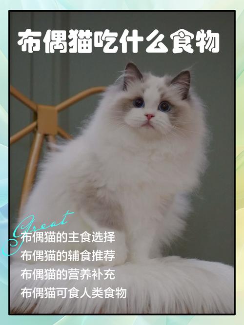 猫咪拉稀吃什么益生菌可以改善?