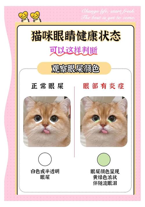 小猫为什么一直流眼泪还有眼屎