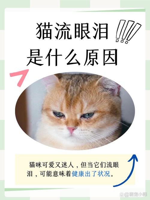 猫流眼泪有黄脓眼屎打喷嚏