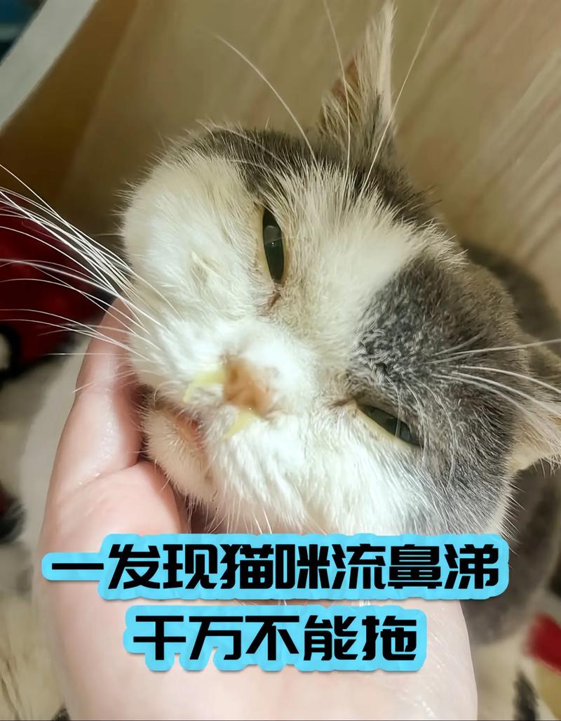 猫老流眼泪有眼屎怎么回事
