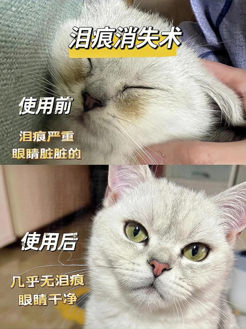 猫咪流眼泪有眼屎