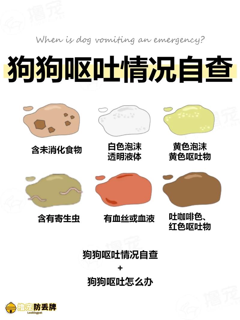狗狗吃了骨头不消化呕吐