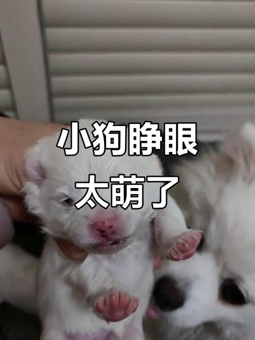 我家的狗狗生了小宝宝了,不知道几天能睁开眼睛?