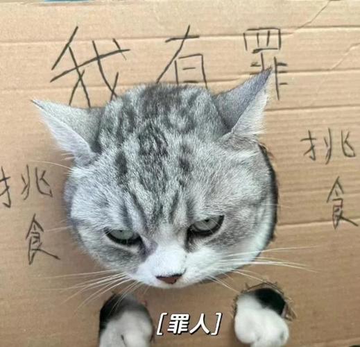 猫咪生完宝宝(第一胎)怎么照顾,都不好好吃饭