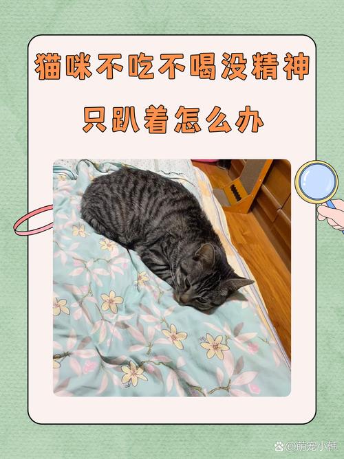 猫为什么突然不吃不喝没精神