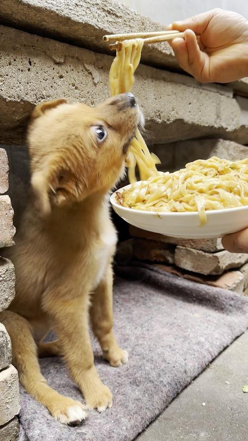 狗狗可以吃面条吗
