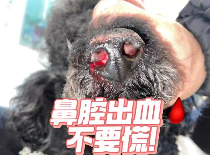 狗狗鼻子流血,血一直止不住?