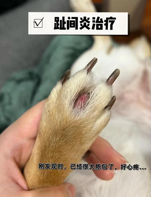 狗狗得了趾间炎怎么办