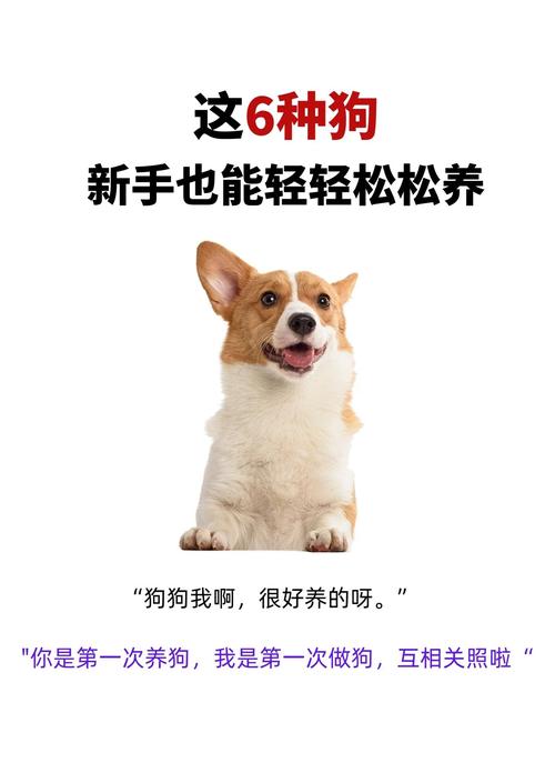 什么狗狗最卫生最爱干净比较好养