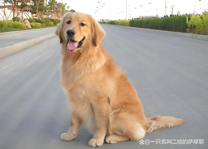 养什么大型狗狗比较好养