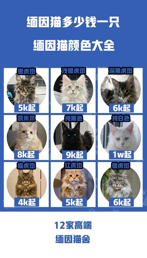 缅因猫一般多少钱一只?