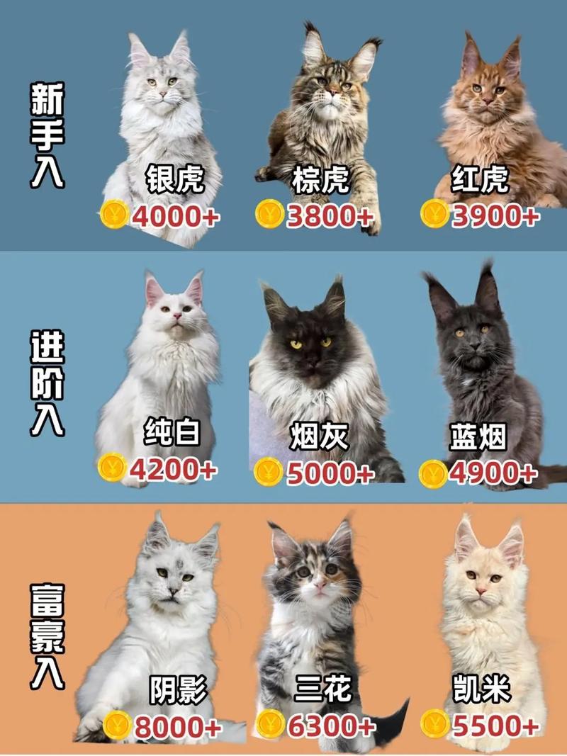 银渐层猫多少钱一只?